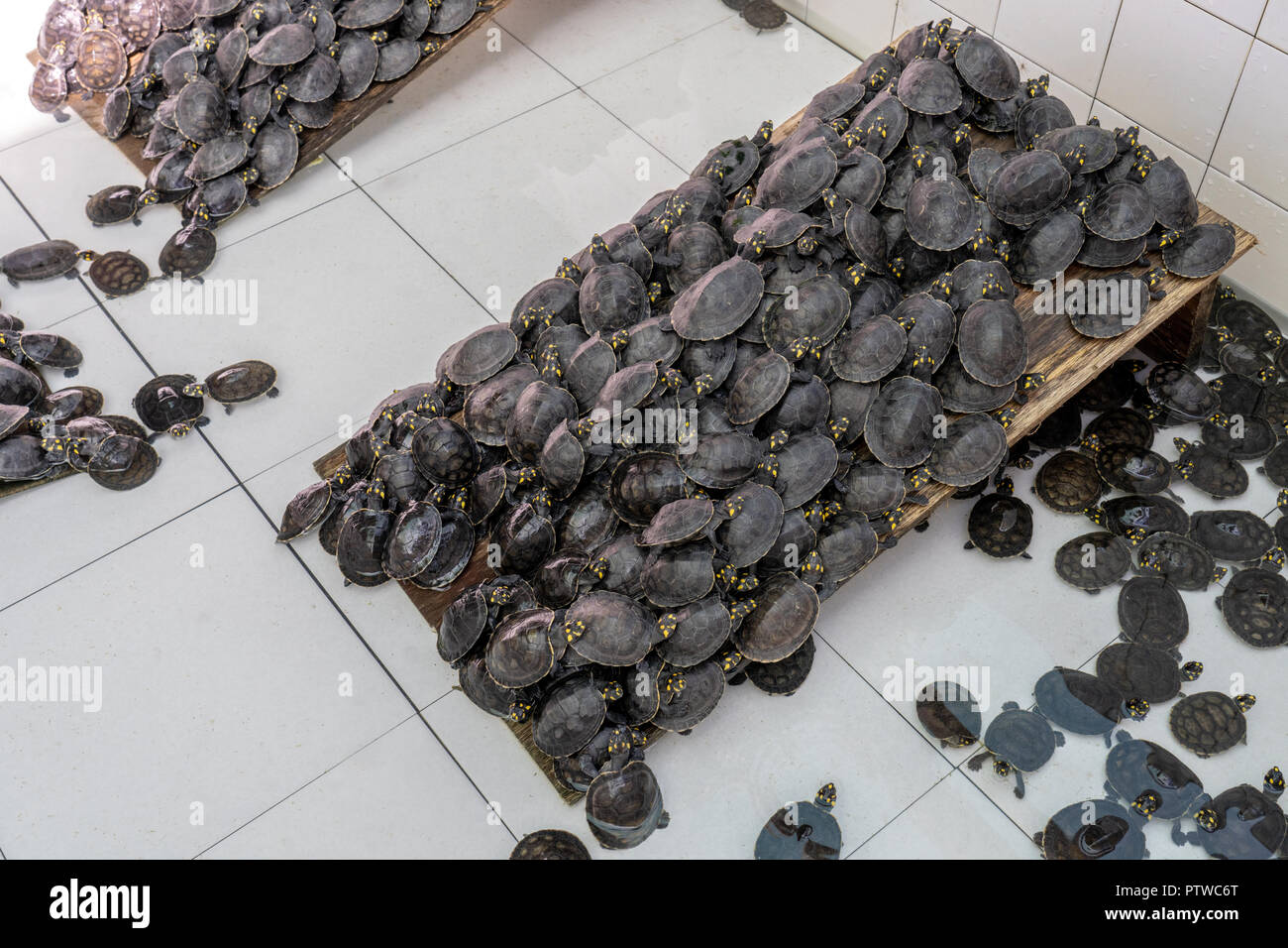 Iquitos, Perù, Sud America. Giallo-spotted fiume tartarughe o giallo macchiato il fiume del Amazon tartarughe essendo sollevata al salvataggio e il Centro di Riabilitazione Foto Stock