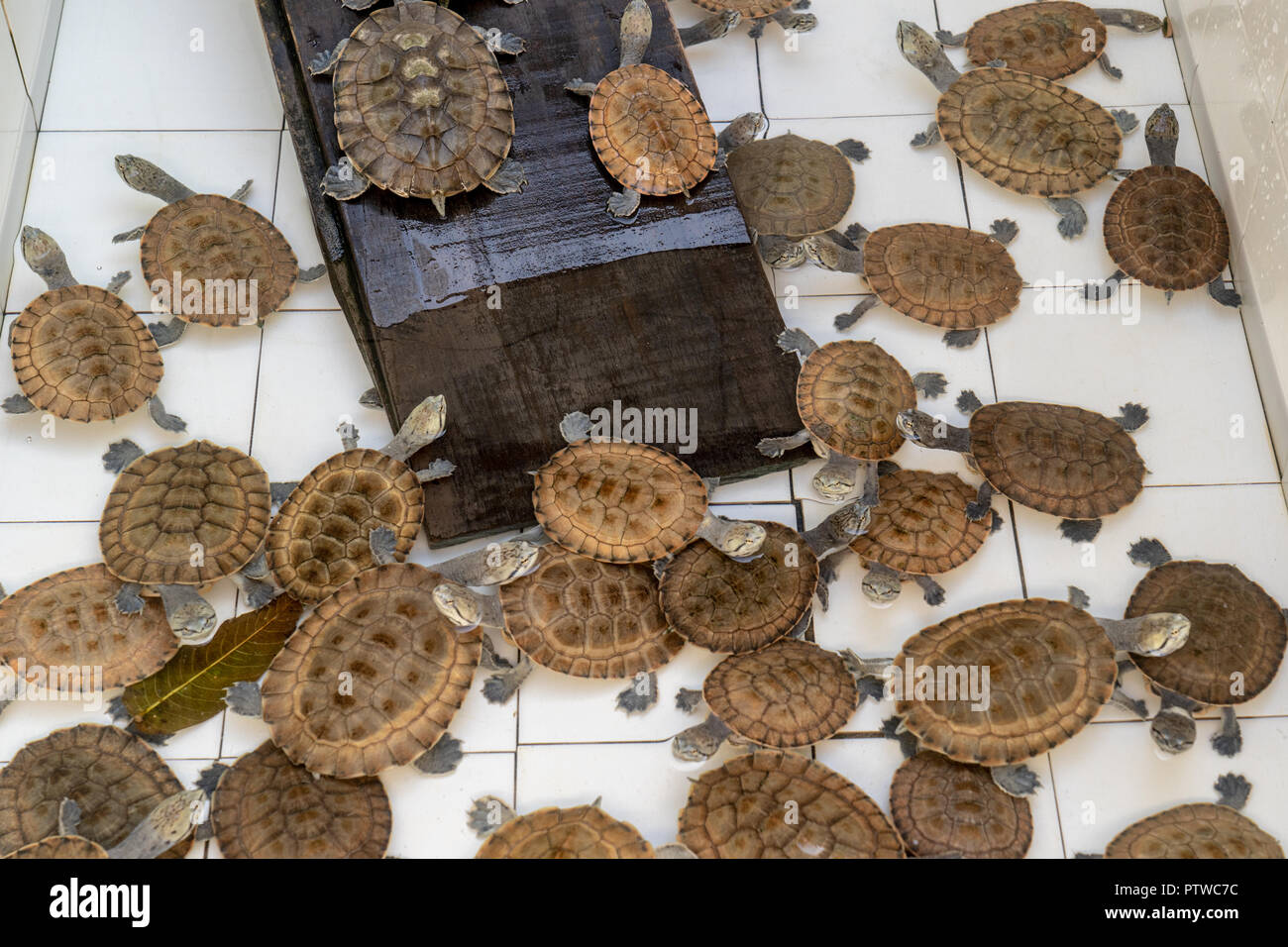Geoffroy di lato il collo / Geoffroy di tartarughe toadhead essendo sollevata al salvataggio e il centro di riabilitazione per il fiume di mammiferi Foto Stock