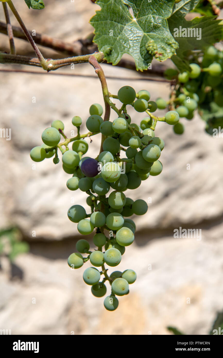 I vitigni in un vigneto di arenarie in background. Verde uva da vino vicino. La visione dettagliata di vigna con grappoli di acerbi vino rosso grap Foto Stock