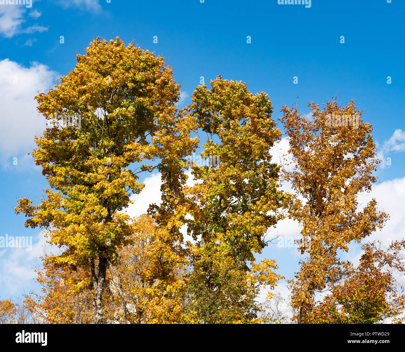Tre alti alberi di acero nelle Montagne Adirondack, NY USA deserto visualizzazione di colori autunnali con un cielo blu e bianco Sfondo nuvola. Foto Stock