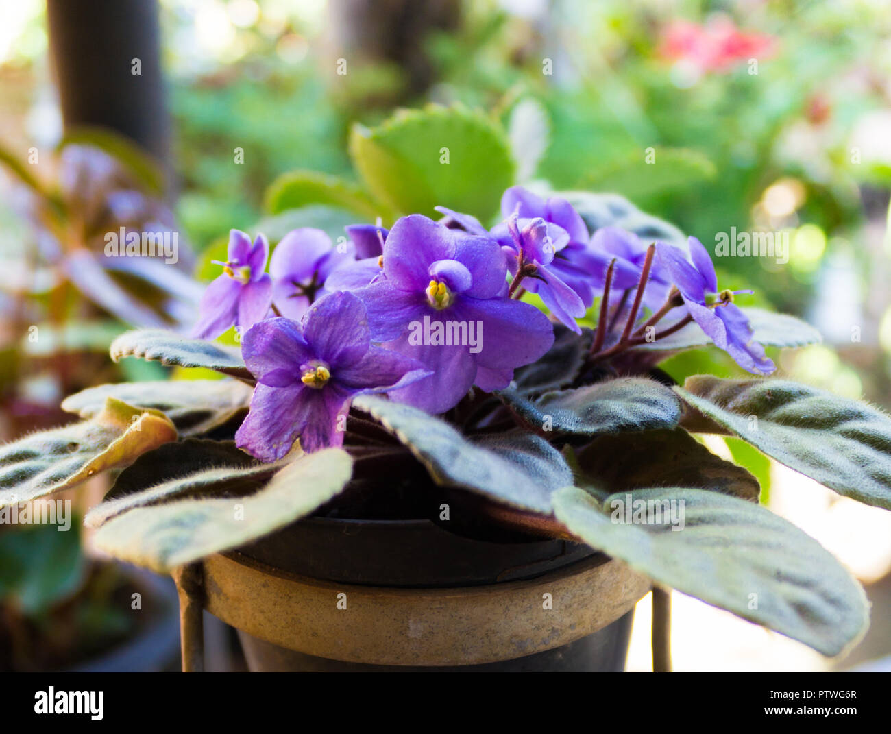Violette africane (Saintpaulia), primo piano di questo splendidamente colorati fiori viola. Foto Stock