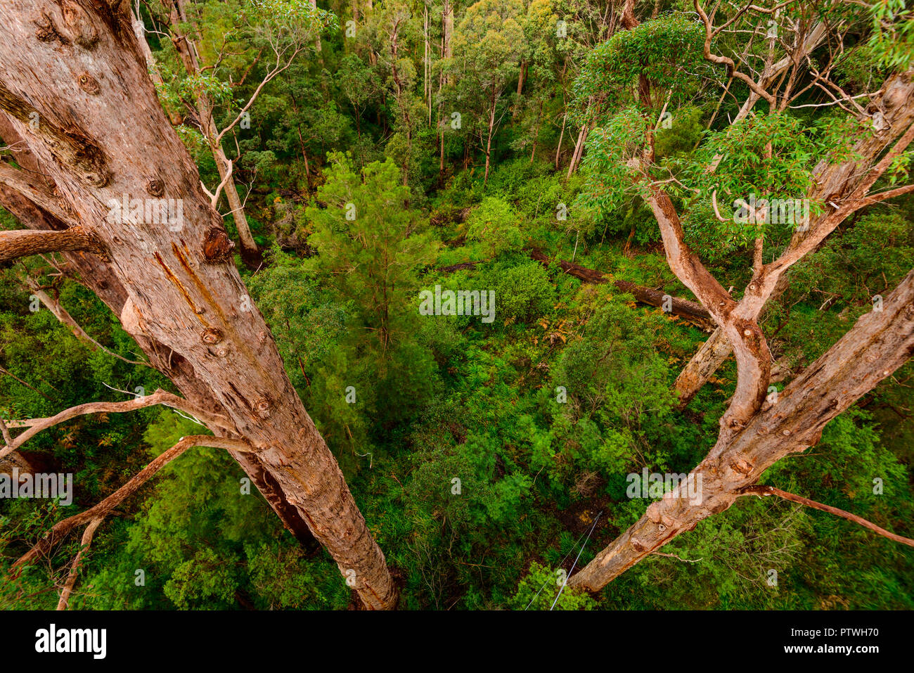 Valle dei Giganti Tree Top Walk, Danimarca, Nornalup, south coast, WA, Australia occidentale, Australia Foto Stock