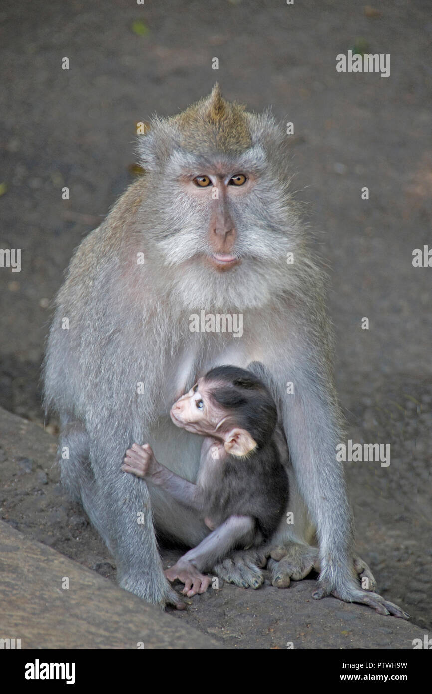 La madre e il bambino lungo Balinese-tailed scimmie (Macaca fascicularis o macaco) nel sacro Santuario della Foresta delle Scimmie sull'isola di Bali, Indonesia. Foto Stock