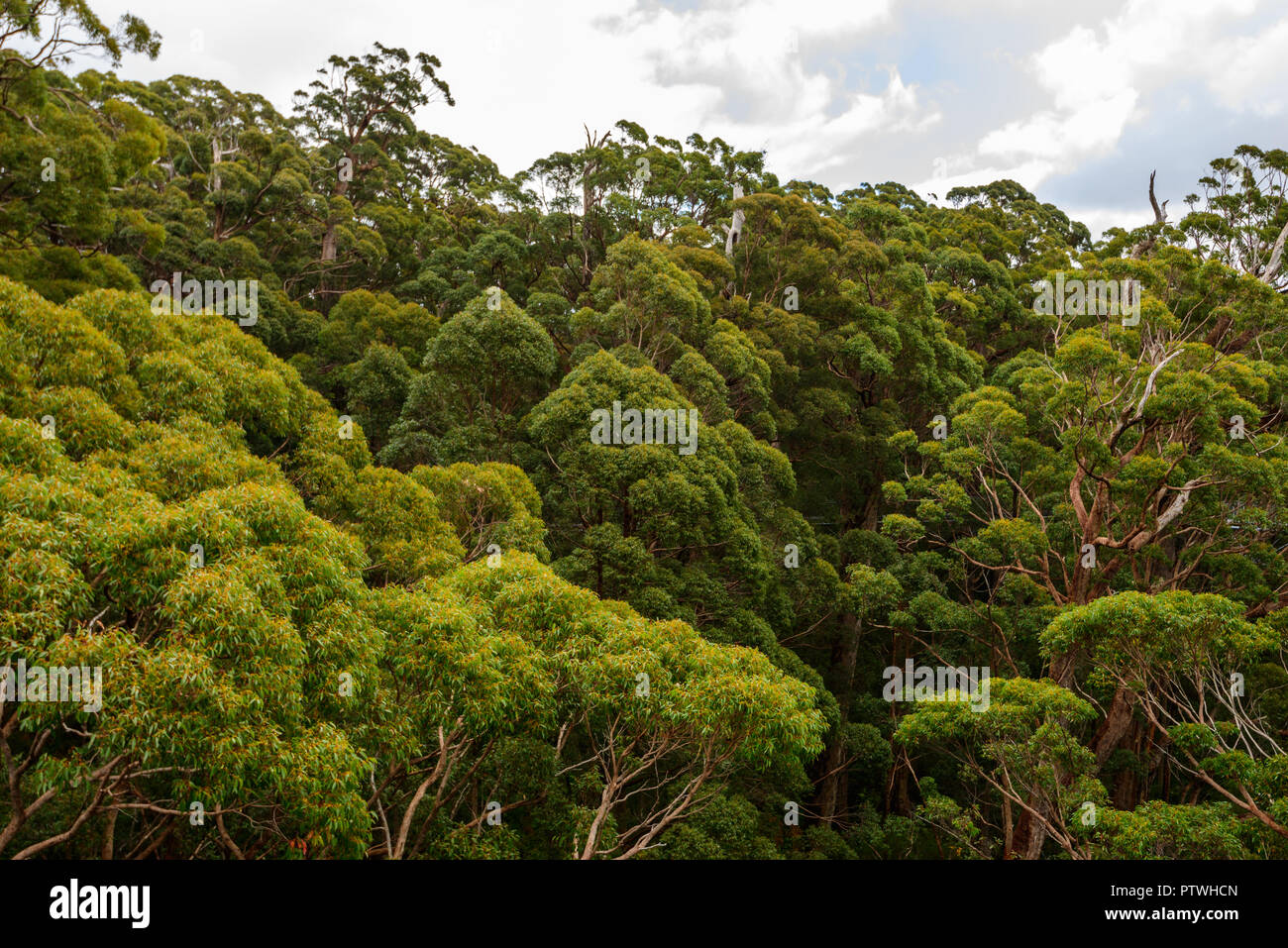 Valle dei Giganti Tree Top Walk, Danimarca, Nornalup, south coast, WA, Australia occidentale, Australia Foto Stock