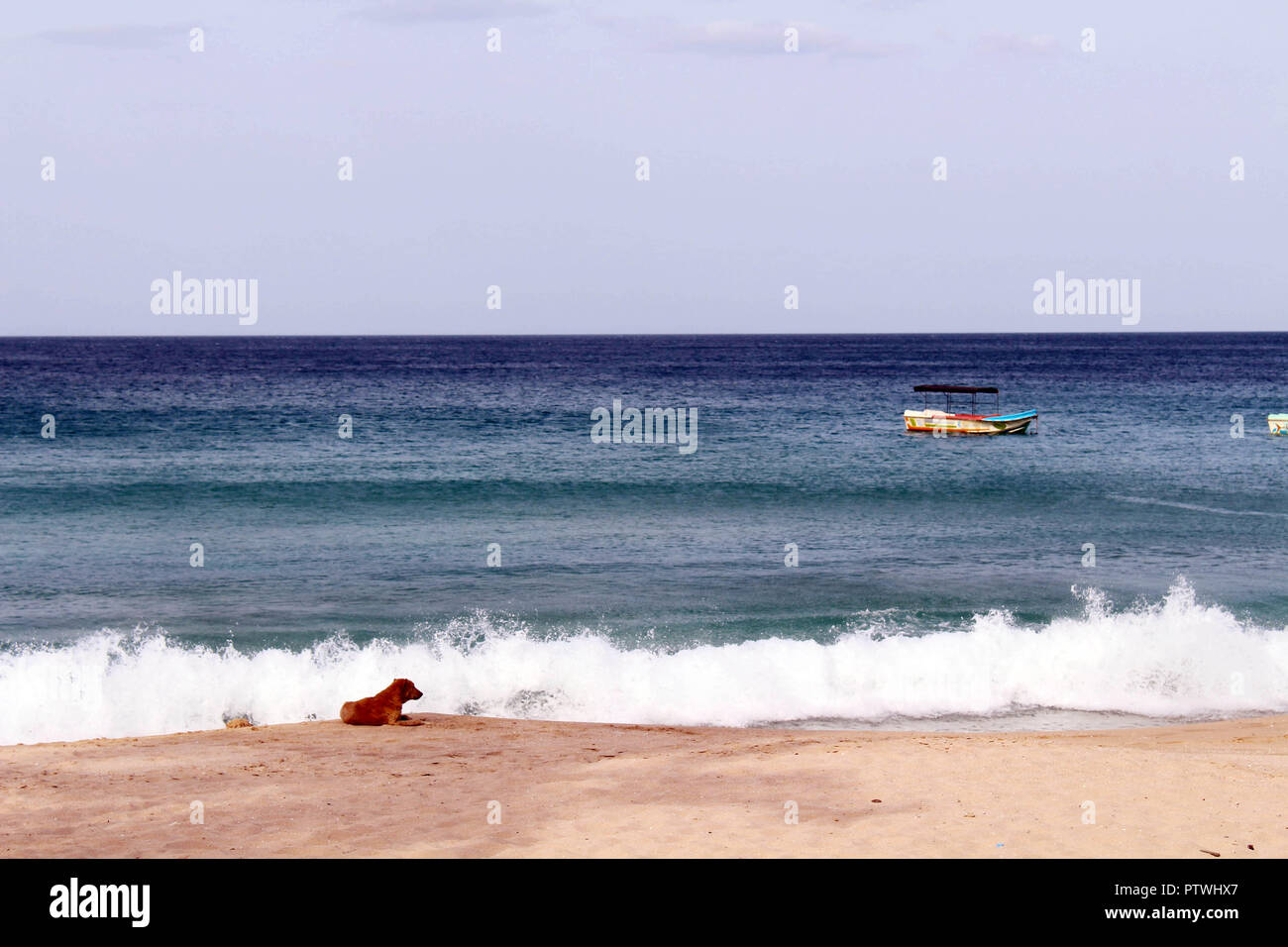 Un cane relax intorno alla spiaggia di sabbia bianca e pigro ondata di Baia olandese di Trincomalee. Preso in Sri Lanka, Agosto 2018. Foto Stock