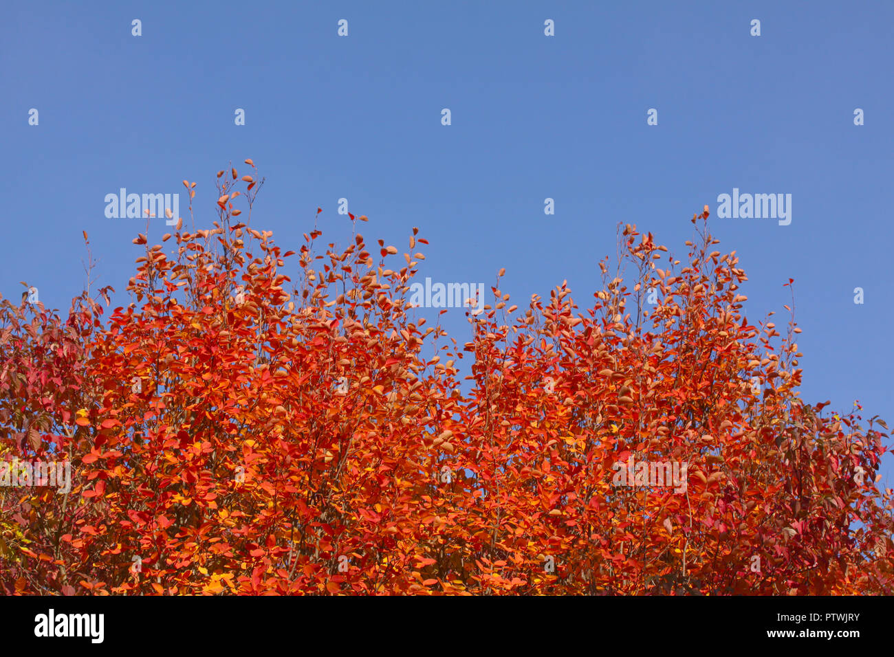 Autunno Autunno albero con fogliame rosso lascia contro un bel cielo azzurro Foto Stock