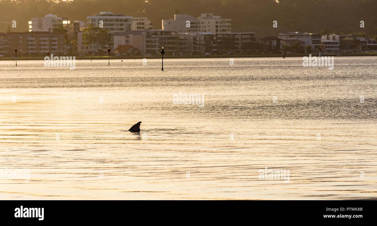 Un delfino nel fiume Swan con lo skyline di Perth. Vista dal South Perth, Perth, Western Australia Foto Stock