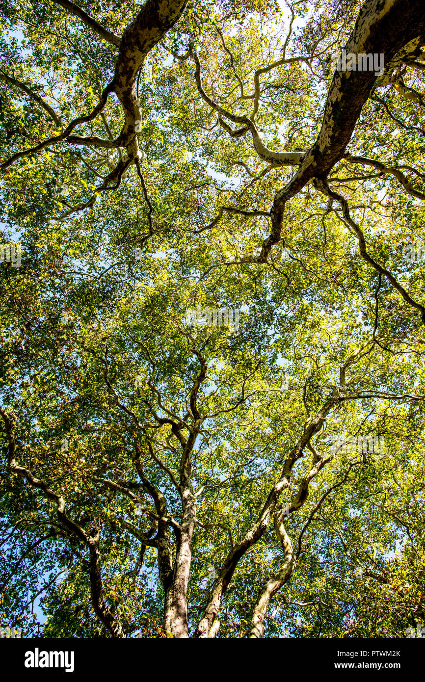 Alberi in Grosvenor Square London REGNO UNITO Foto Stock