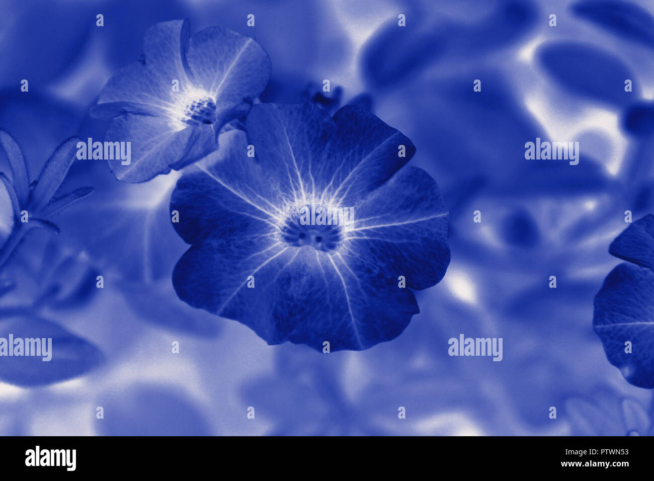 Colorazione unica ultra violet aprire in fiore Foto Stock