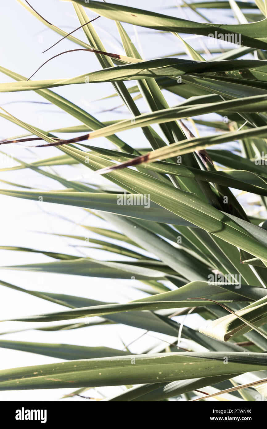 Il verde delle foglie di pandanus costiera di Palm Foto Stock