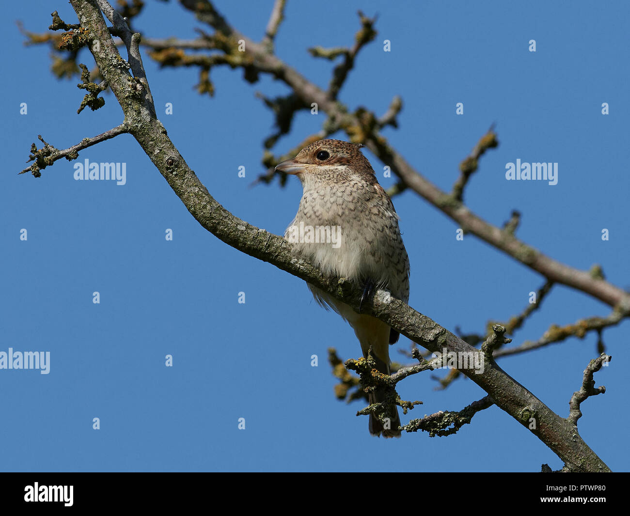 I capretti Red-backed shrike nel suo habitat naturale in Danimarca Foto Stock