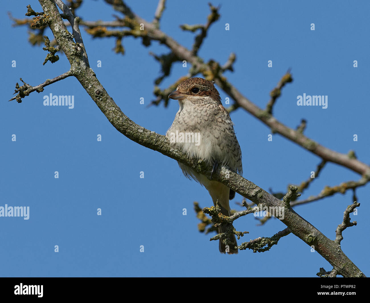 I capretti Red-backed shrike nel suo habitat naturale in Danimarca Foto Stock