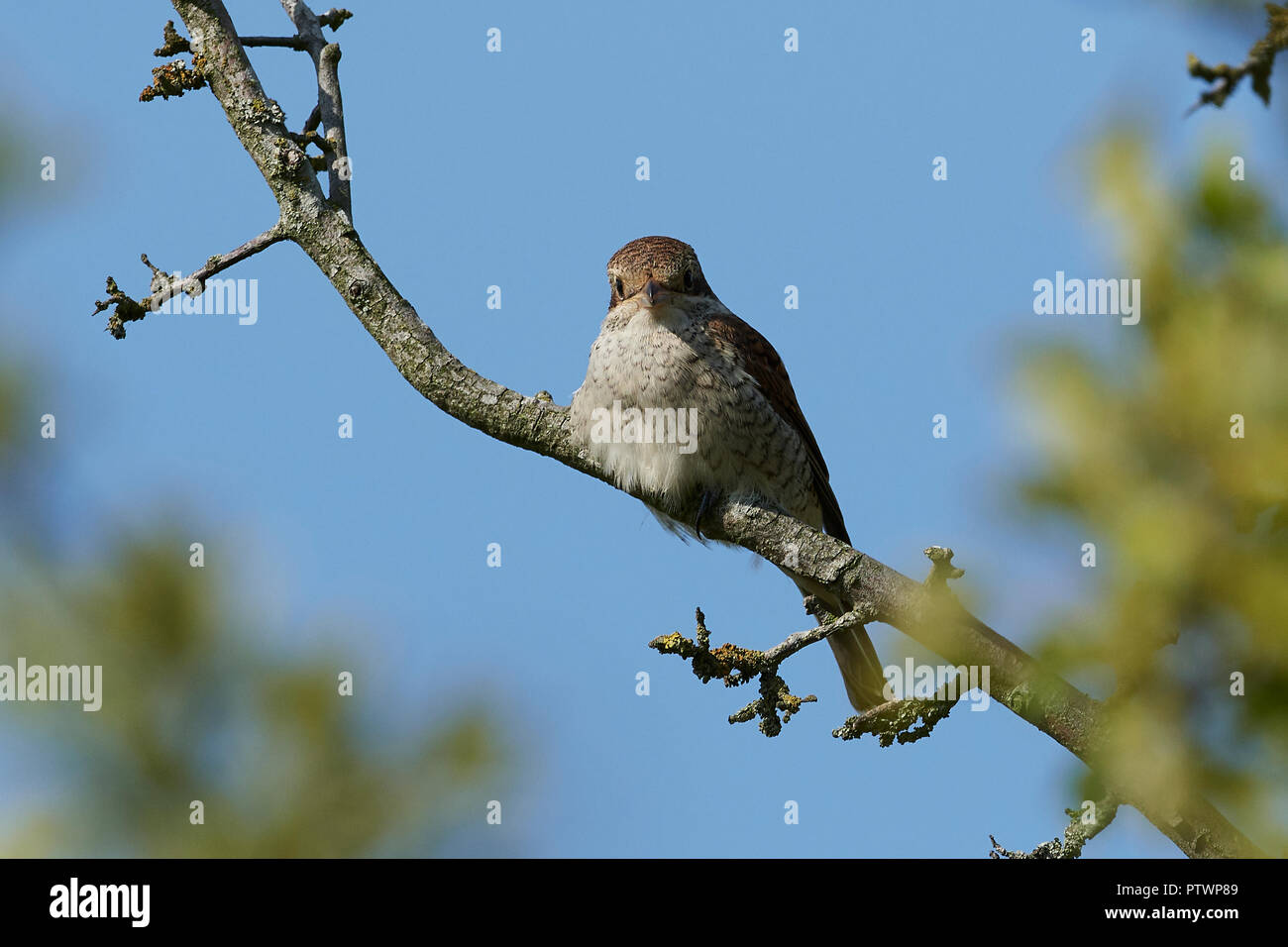 I capretti Red-backed shrike nel suo habitat naturale in Danimarca Foto Stock