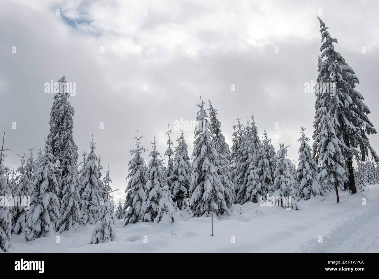 Inverno alberi nelle montagne coperte di neve fresca Foto Stock