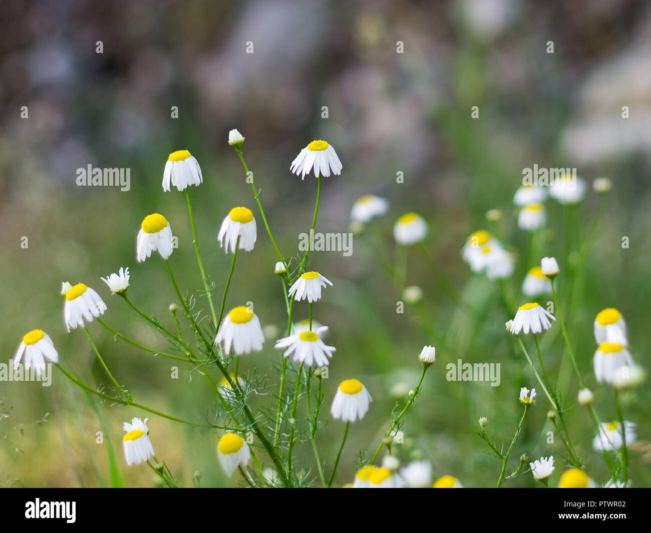 Close-up di Camomilla farmaceutico, Matricaria chamomilla L, una a base di erbe medicinali nella foresta su una mattina d'estate Foto Stock