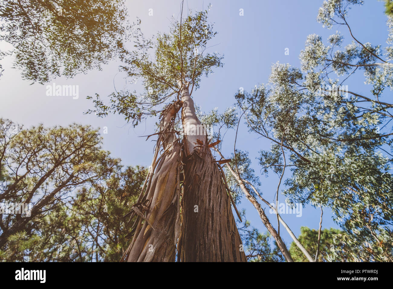 Eucalipto tronco di albero perdendo corteccia all'interno della foresta, Tenerife Foto Stock