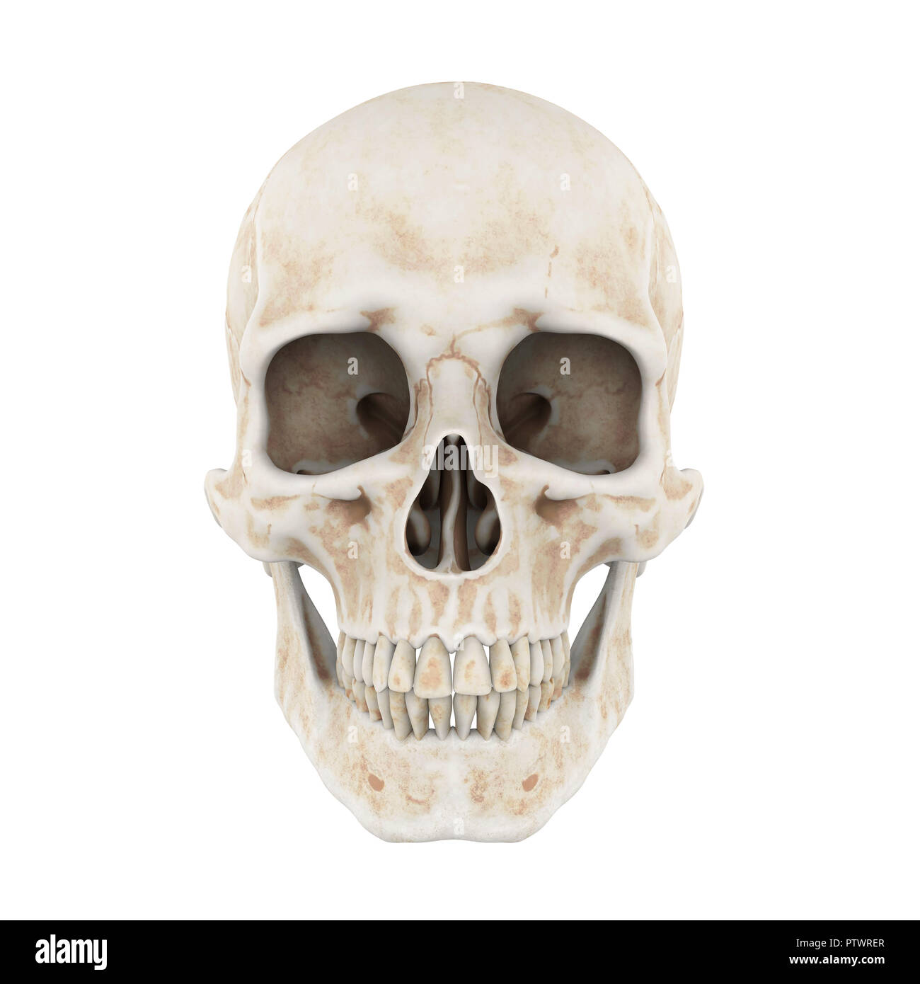 Cranio umano isolato Foto Stock