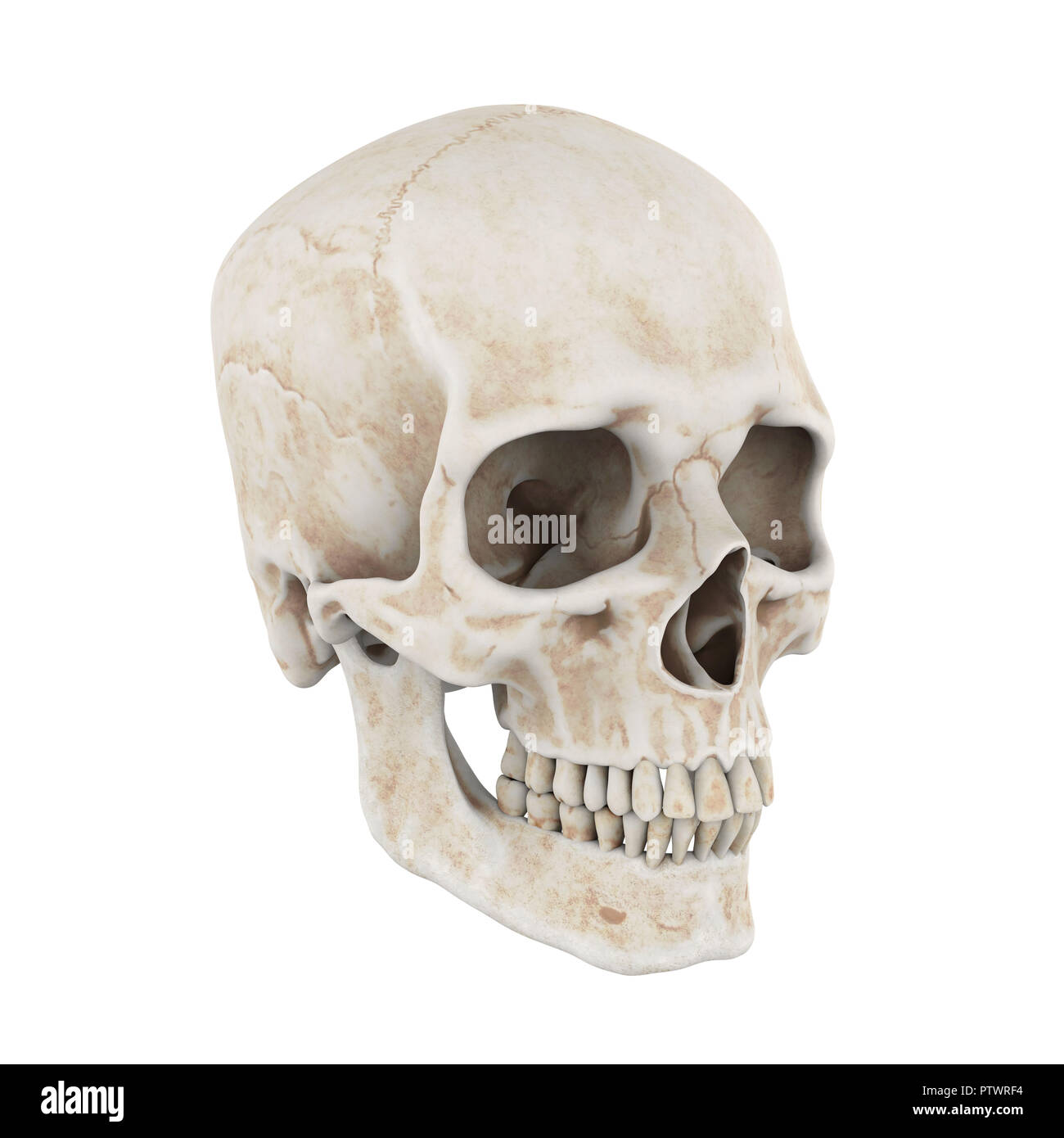 Cranio umano isolato Foto Stock