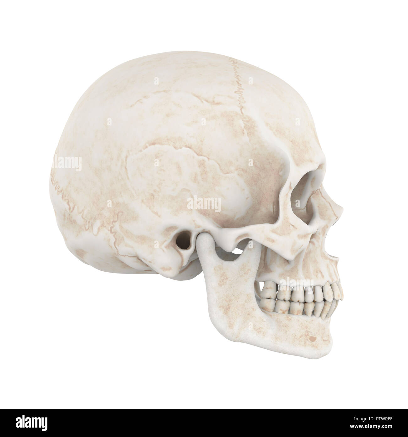 Cranio umano isolato Foto Stock