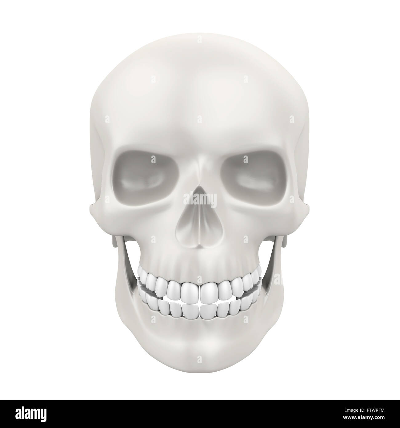 Cranio umano isolato Foto Stock