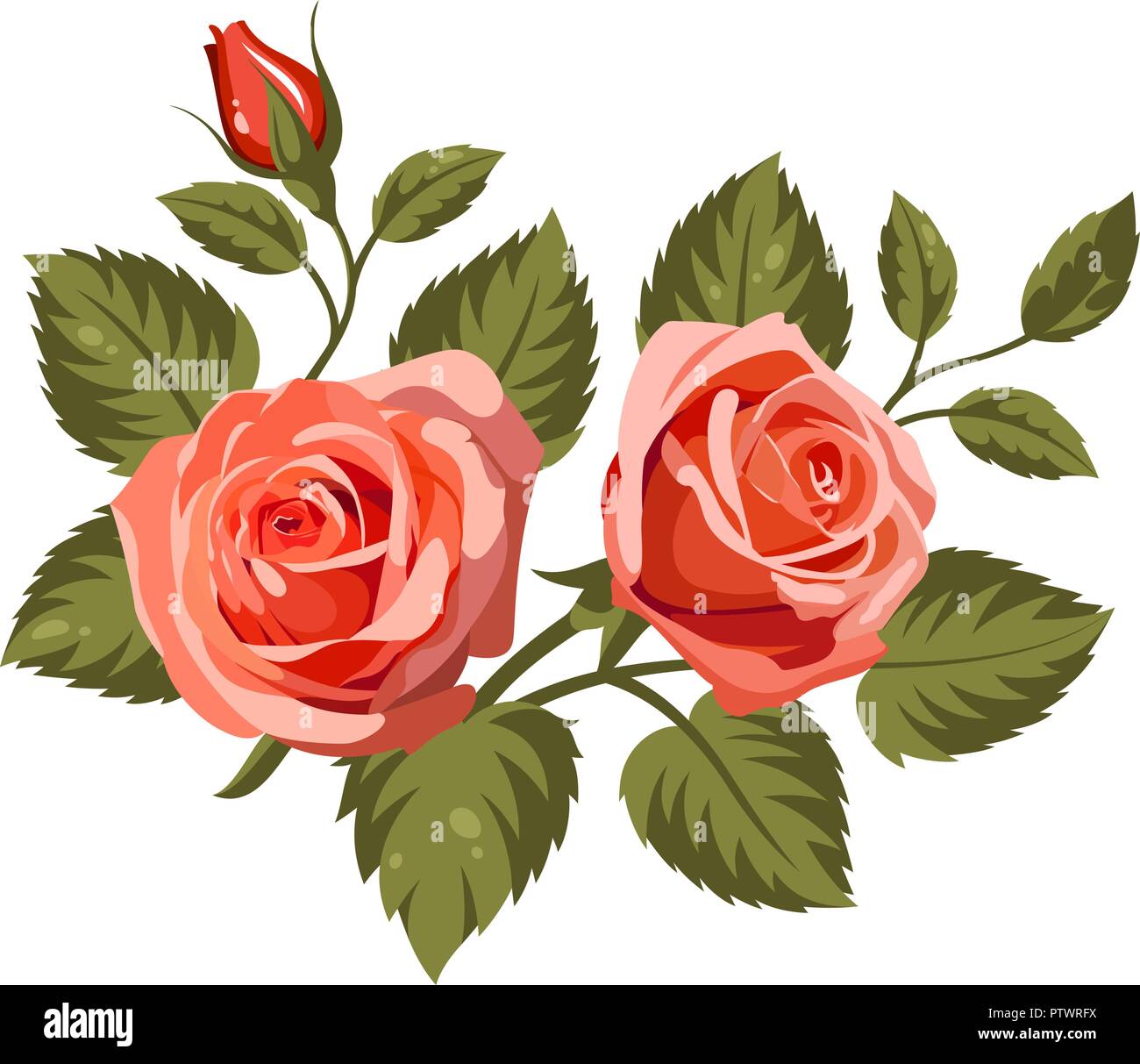 Illustrazione Vettoriale di rose rosse isolato su sfondo bianco. Utilizzare per il disegno di tessuto, riempimenti e decorare cartoline di auguri, inviti Illustrazione Vettoriale