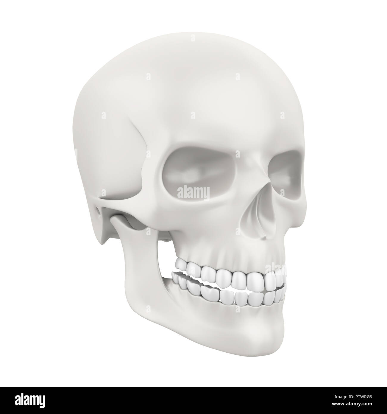 Cranio umano isolato Foto Stock