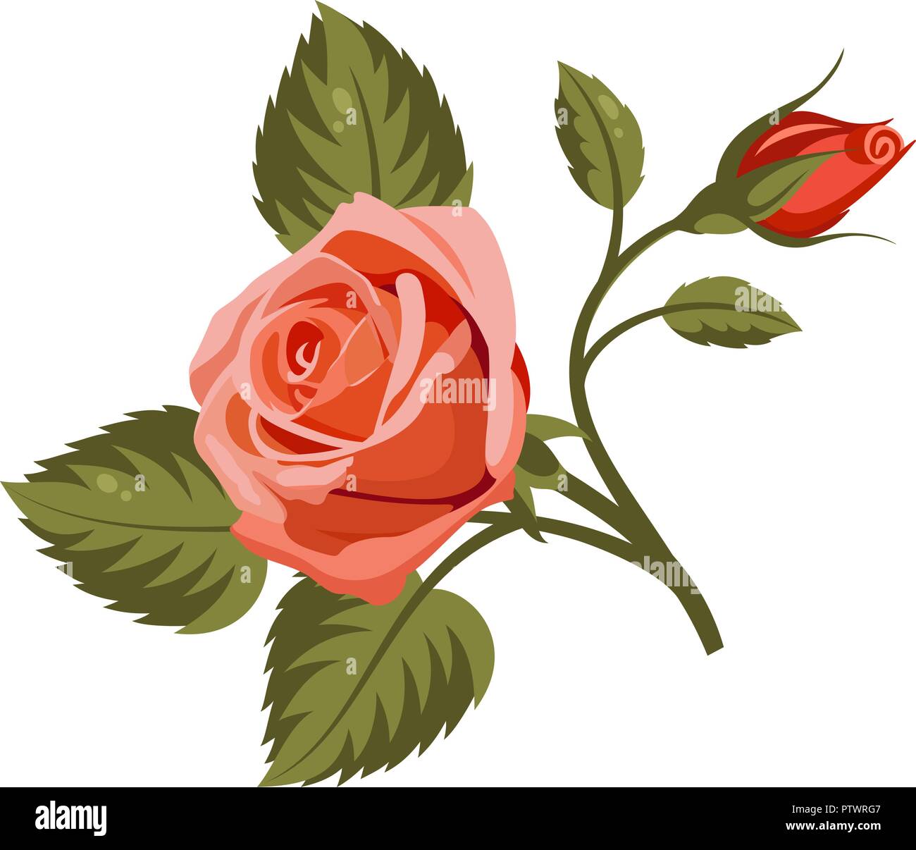 Illustrazione Vettoriale di rose rosse isolato su sfondo bianco. Utilizzare per il disegno di tessuto, riempimenti e decorare cartoline di auguri, inviti Illustrazione Vettoriale
