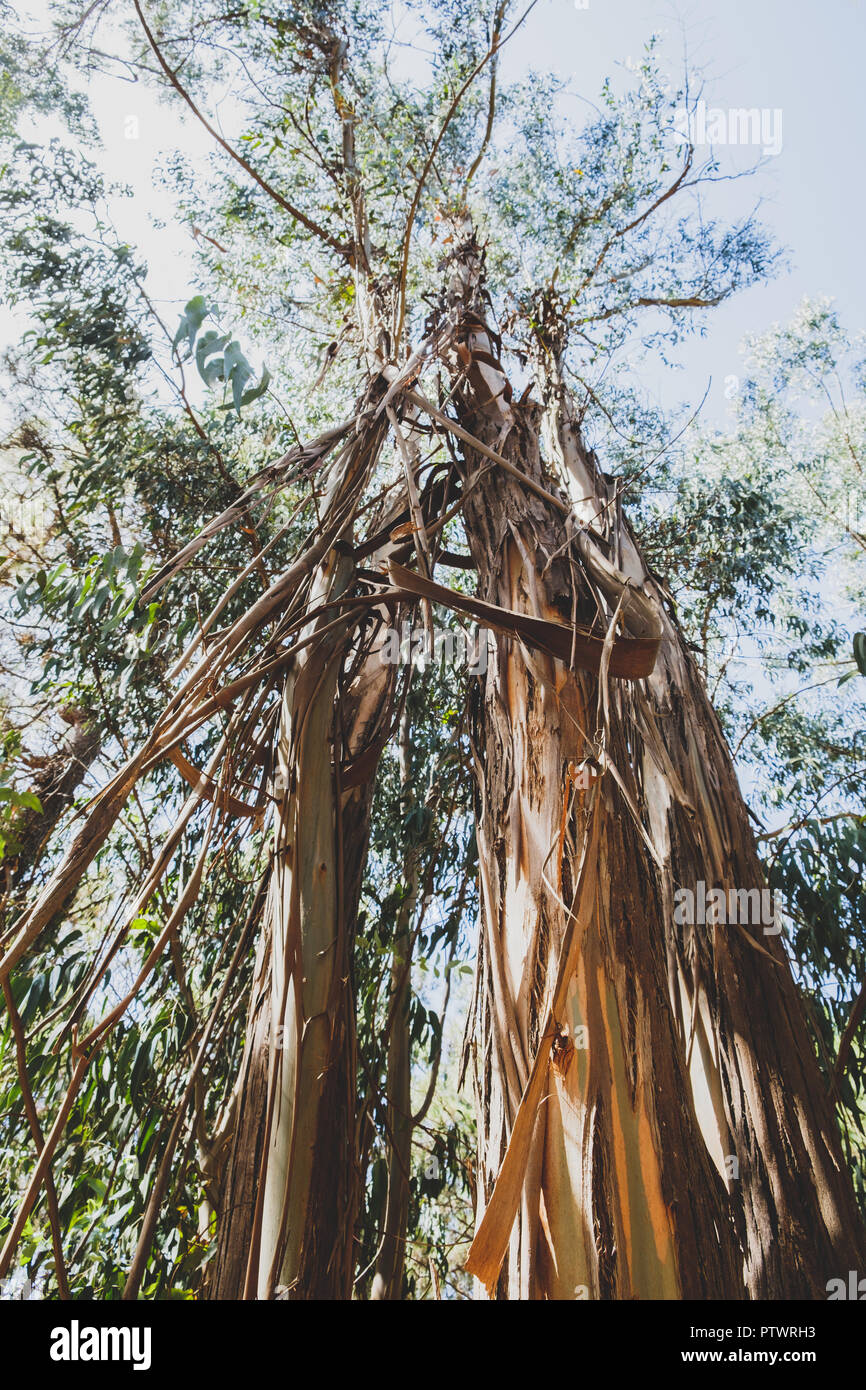 Eucalipto tronco di albero perdendo corteccia all'interno della foresta, Tenerife Foto Stock