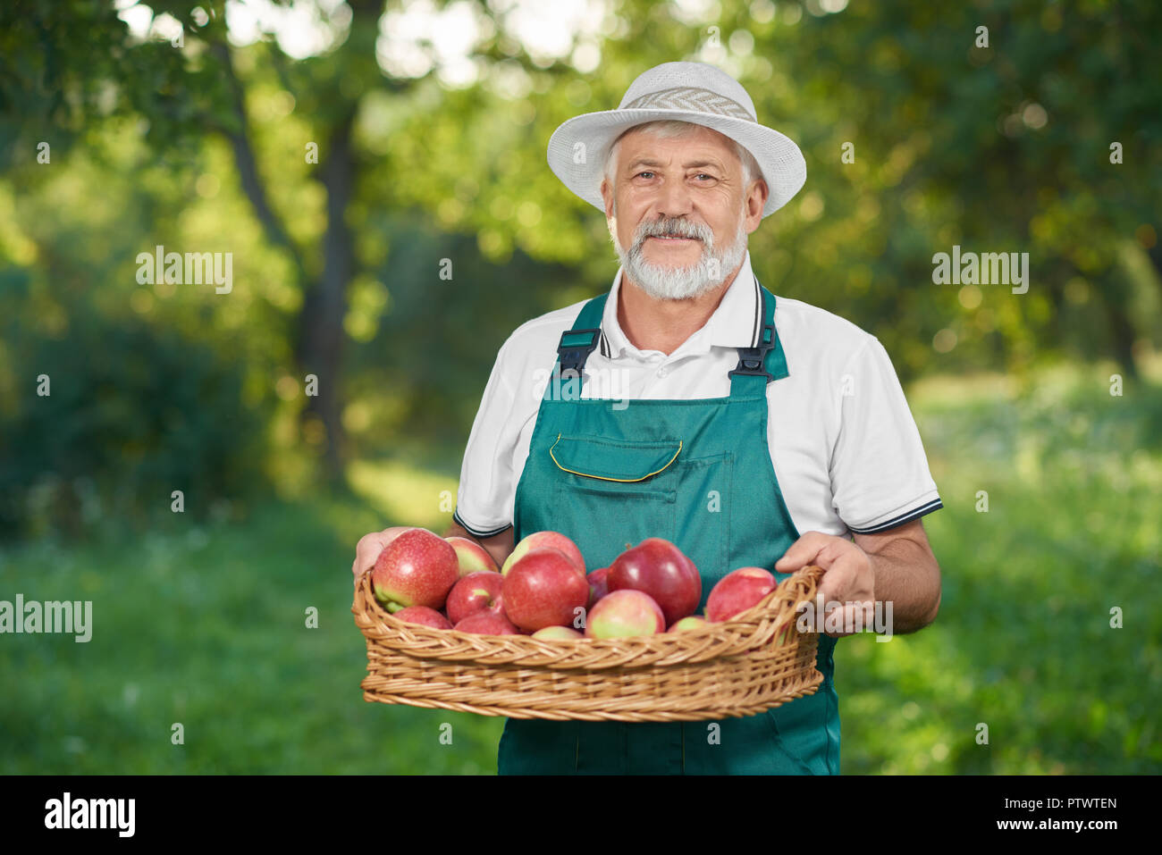 Uomo con i capelli grigi guardando la fotocamera e mostrando il raccolto. Barbuto vecchio contadino azienda cesto pieno di Red delicious e posa in giardino. Giardiniere indossando dell'agricoltore hat. Foto Stock