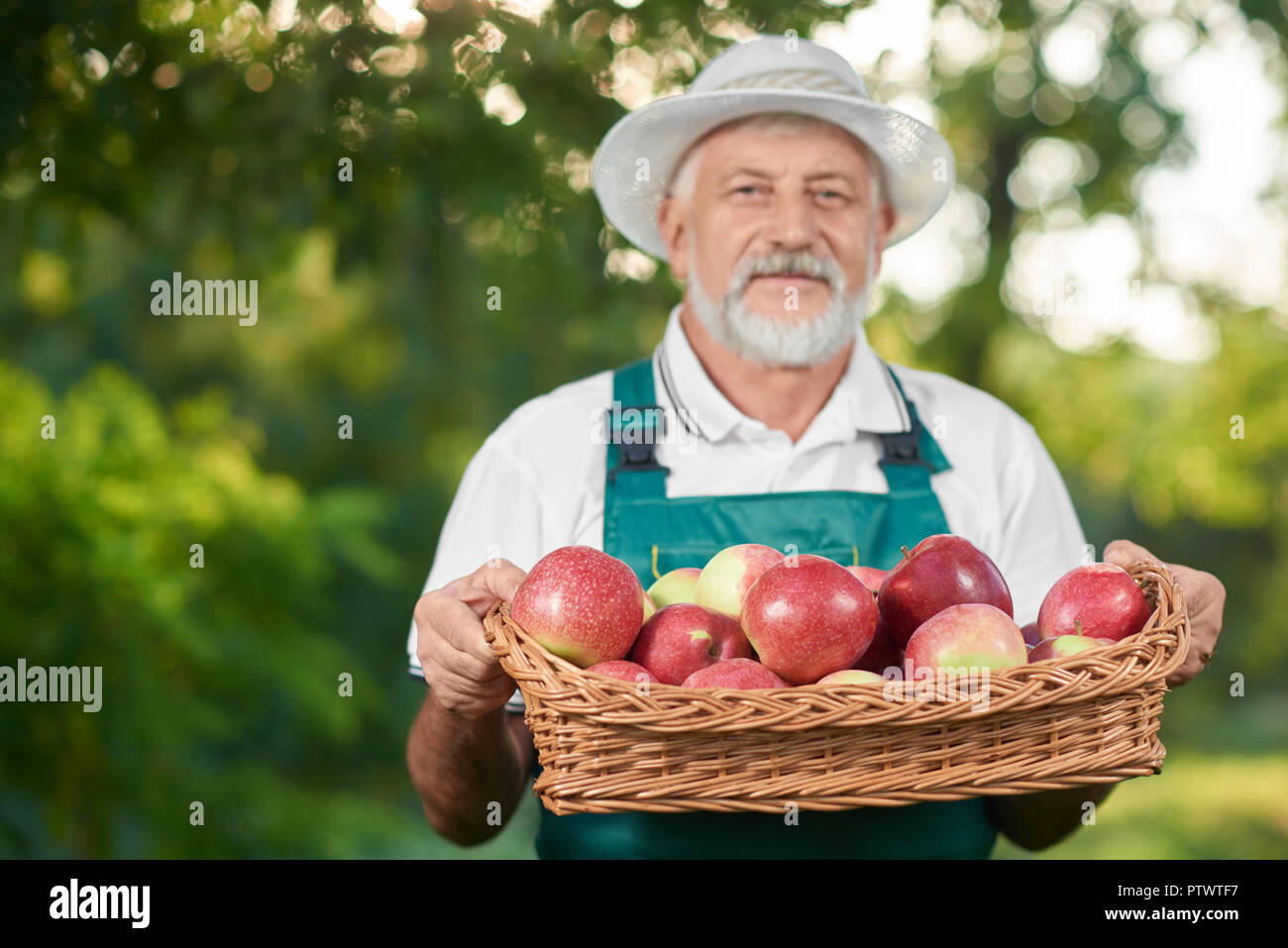 Barbuto vecchio contadino azienda cesto pieno di Red delicious e posa in giardino. Uomo con i capelli grigi guardando la fotocamera e mostrando il raccolto. Giardiniere indossando dell'agricoltore hat. Foto Stock