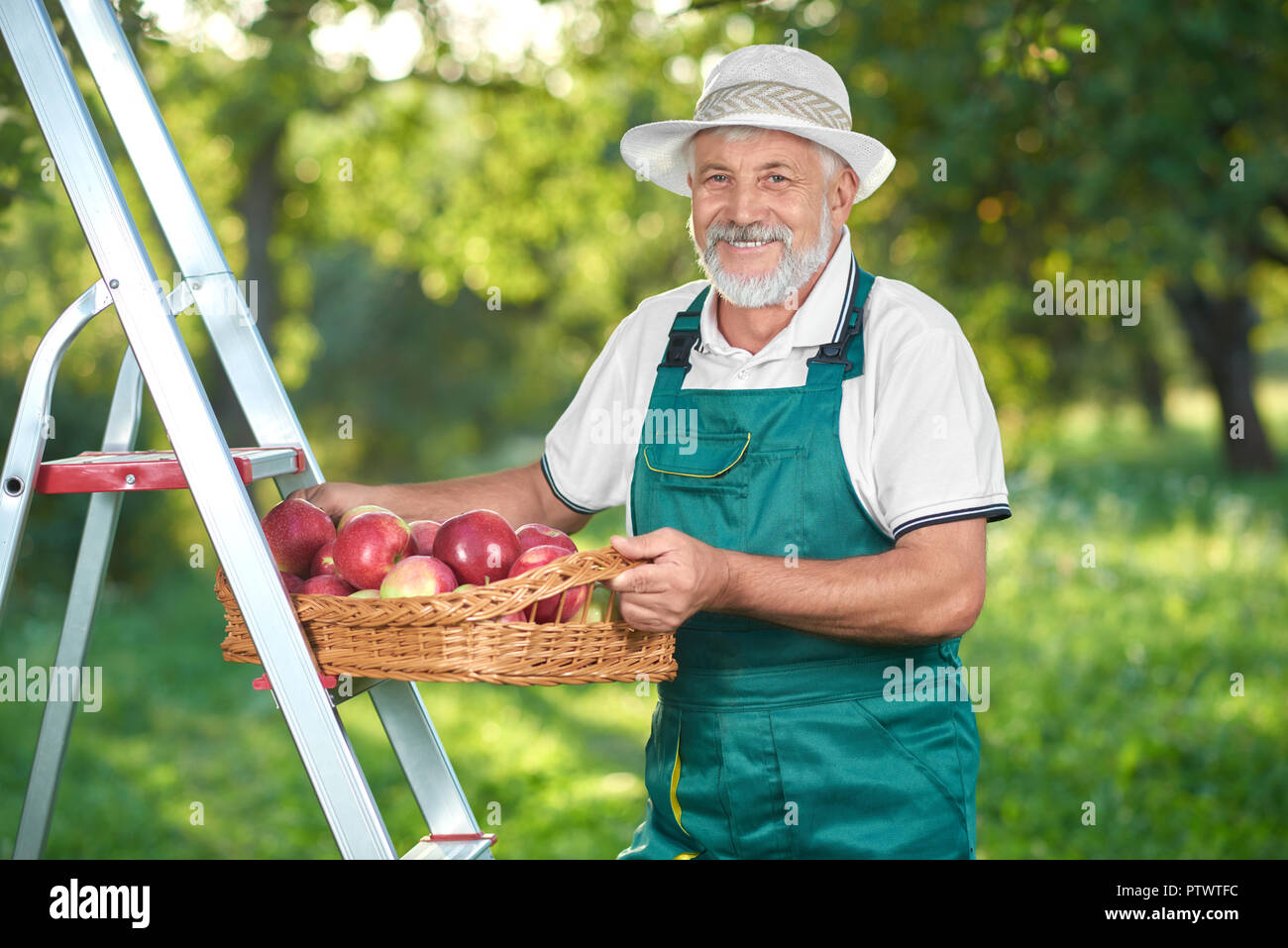 Felice agricoltore la raccolta di mele in giardino. Voce maschile in piedi sulla scaletta, guardando la fotocamera e sorridente. Nonno in piedi dietro il farmer's hat e tuta. Foto Stock
