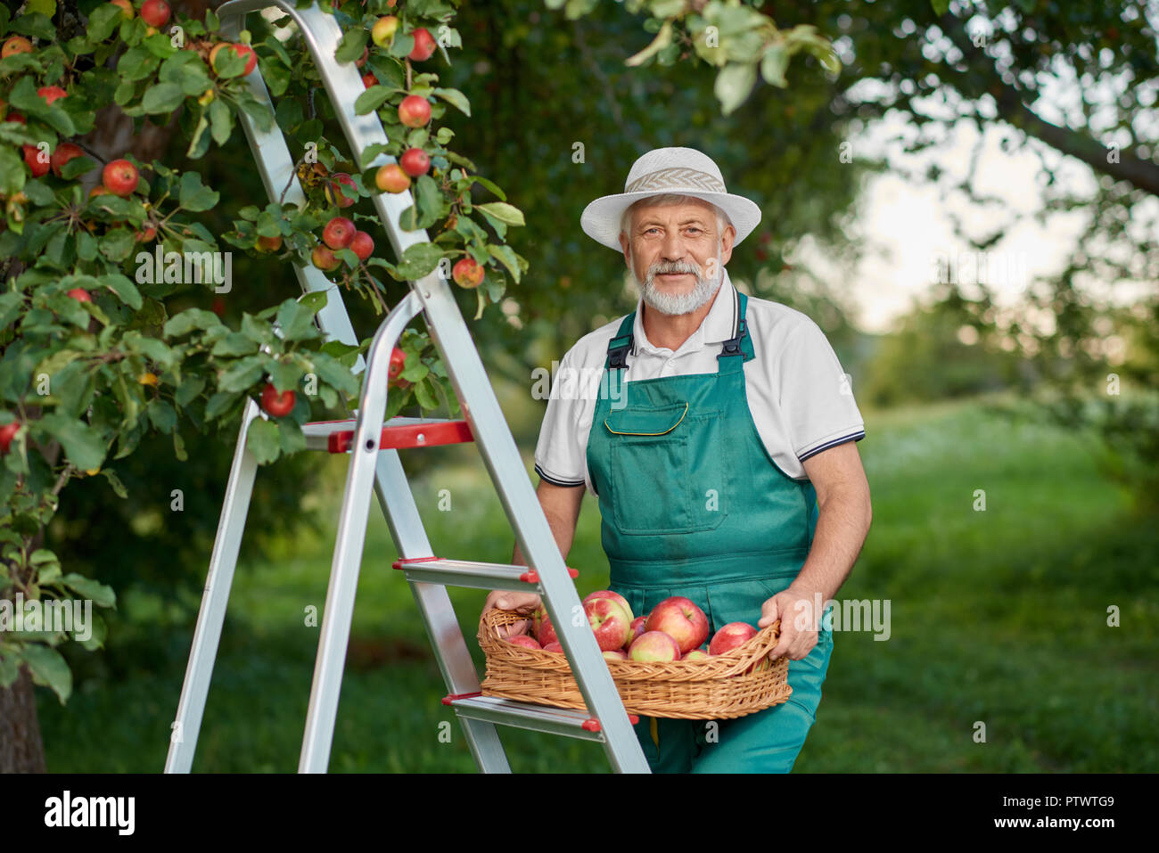 Barbuto vecchio contadino azienda cesto pieno di Red delicious e stando in piedi sulla scala in giardino. Uomo con i capelli grigi guardando la fotocamera e mostrando il raccolto. Foto Stock