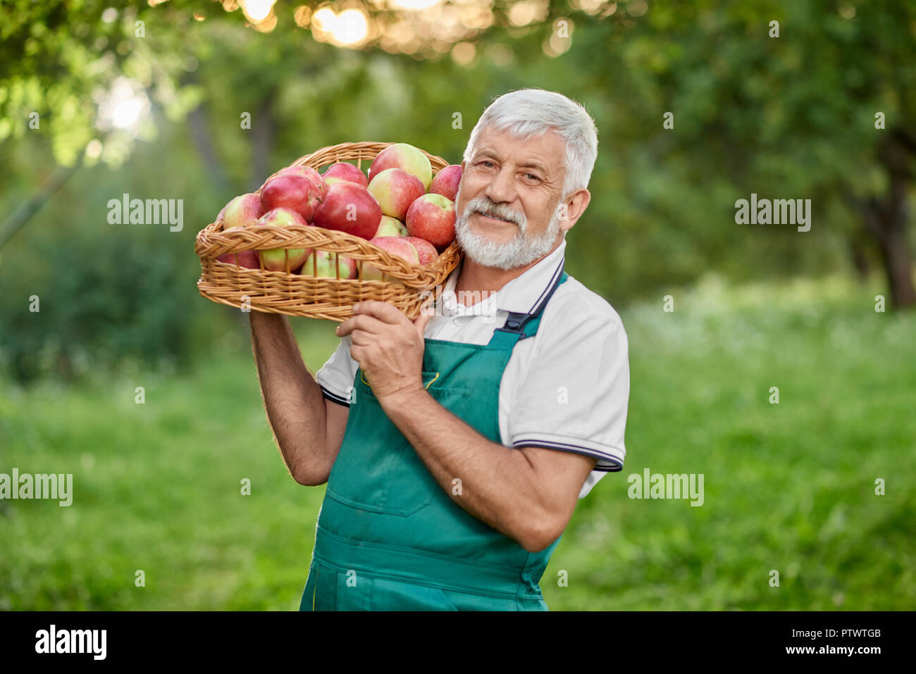 Vecchio contadino con i capelli grigi tenendo premuto sulla sua spalla cesto pieno di mele fresche. Giardiniere barbuto indossando tute verde e bianco di t-shirt. Uomo che guarda la fotocamera e sorridente. Foto Stock