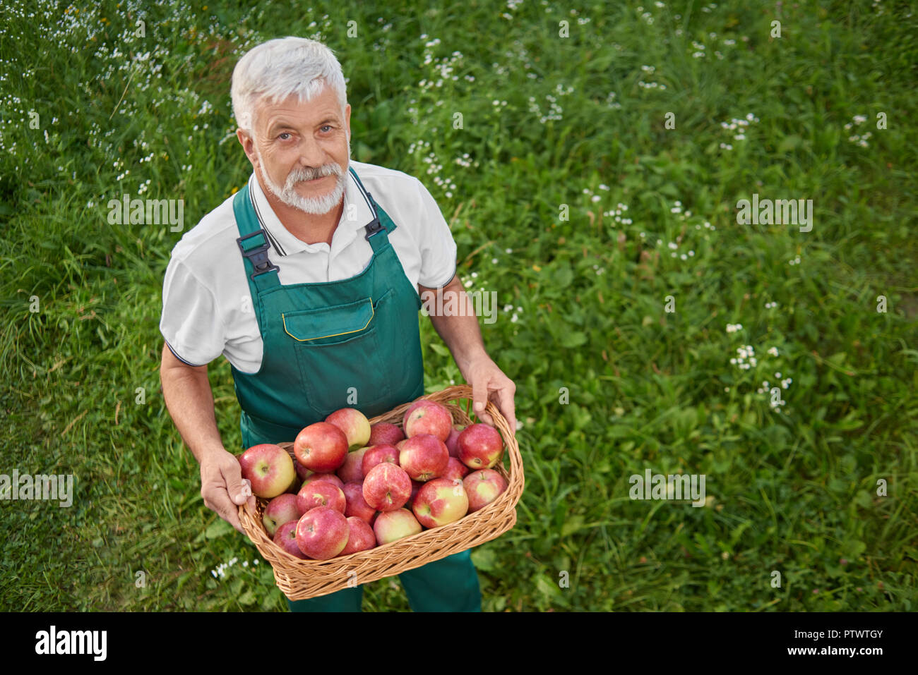 Vista da sopra del giardiniere holding cesto pieno di carni rosse mele e permanente sulla grazia verde. Il vecchio uomo con i capelli grigi e la barba cercando fino alla telecamera. Agricoltore indossando tute verde. Foto Stock