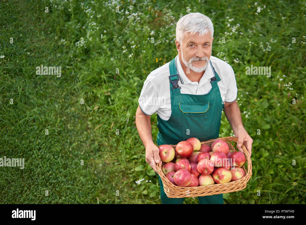 Giardiniere holding cesto pieno di carni rosse mele e permanente sulla grazia verde. Il vecchio uomo con i capelli grigi e la barba cercando fino alla telecamera. Agricoltore indossando tute verde. Foto Stock