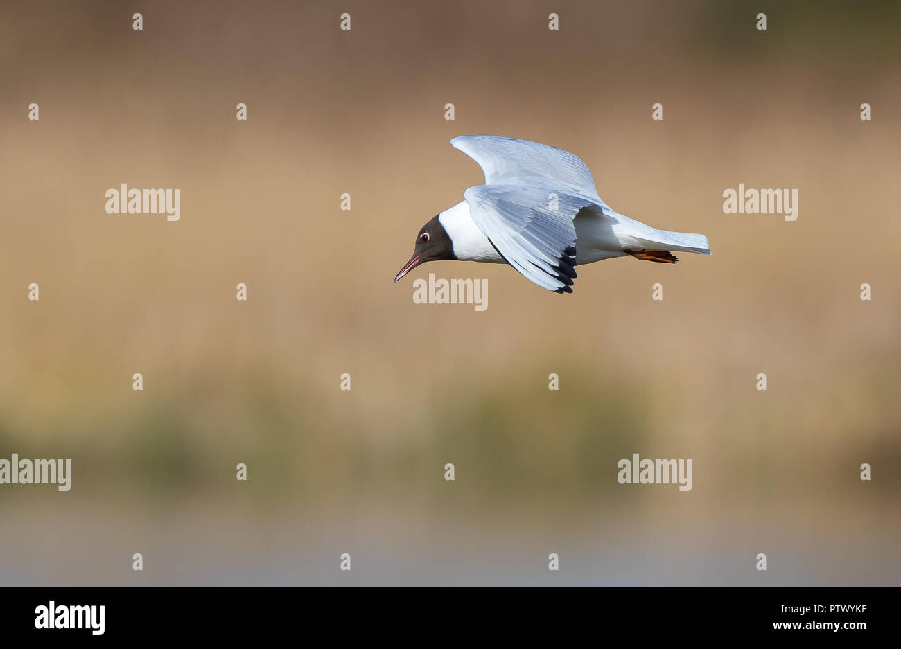 Dettagliato, close-up, vista laterale di wild, britannici a testa nera (gabbiano Chroicocephalus ridibundus) isolato in volo, ali stese in outdoor UK habitat. Foto Stock