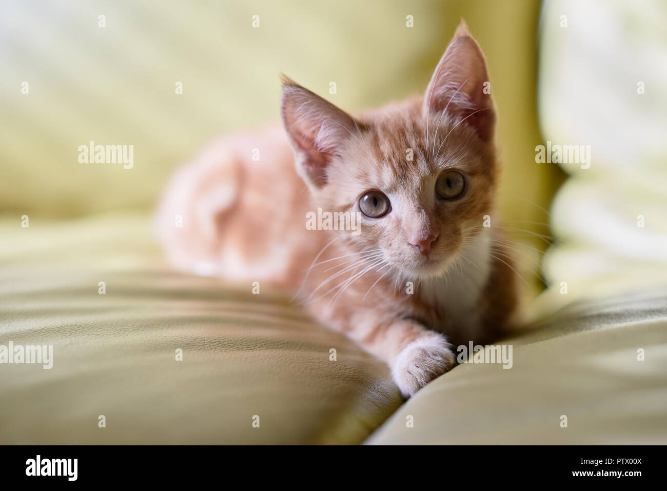 Lo zenzero adorabili tabby kitten posa su un lettino di verde in posa per la fotocamera. Foto Stock