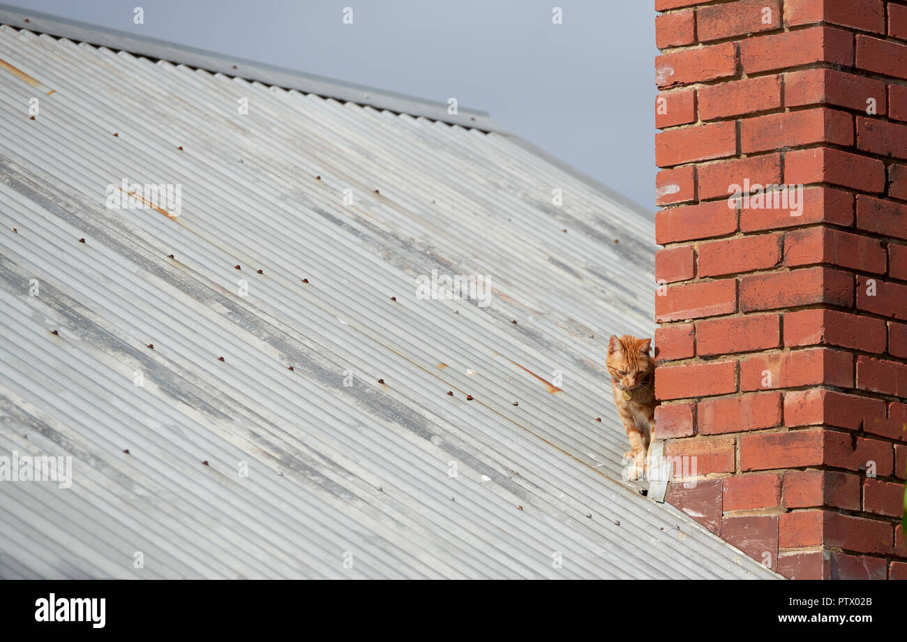 Giovani red ginger tubby cat nascosti su un tetto dello stagno dietro un mattone rosso camino ad esplorare il mondo. Foto Stock