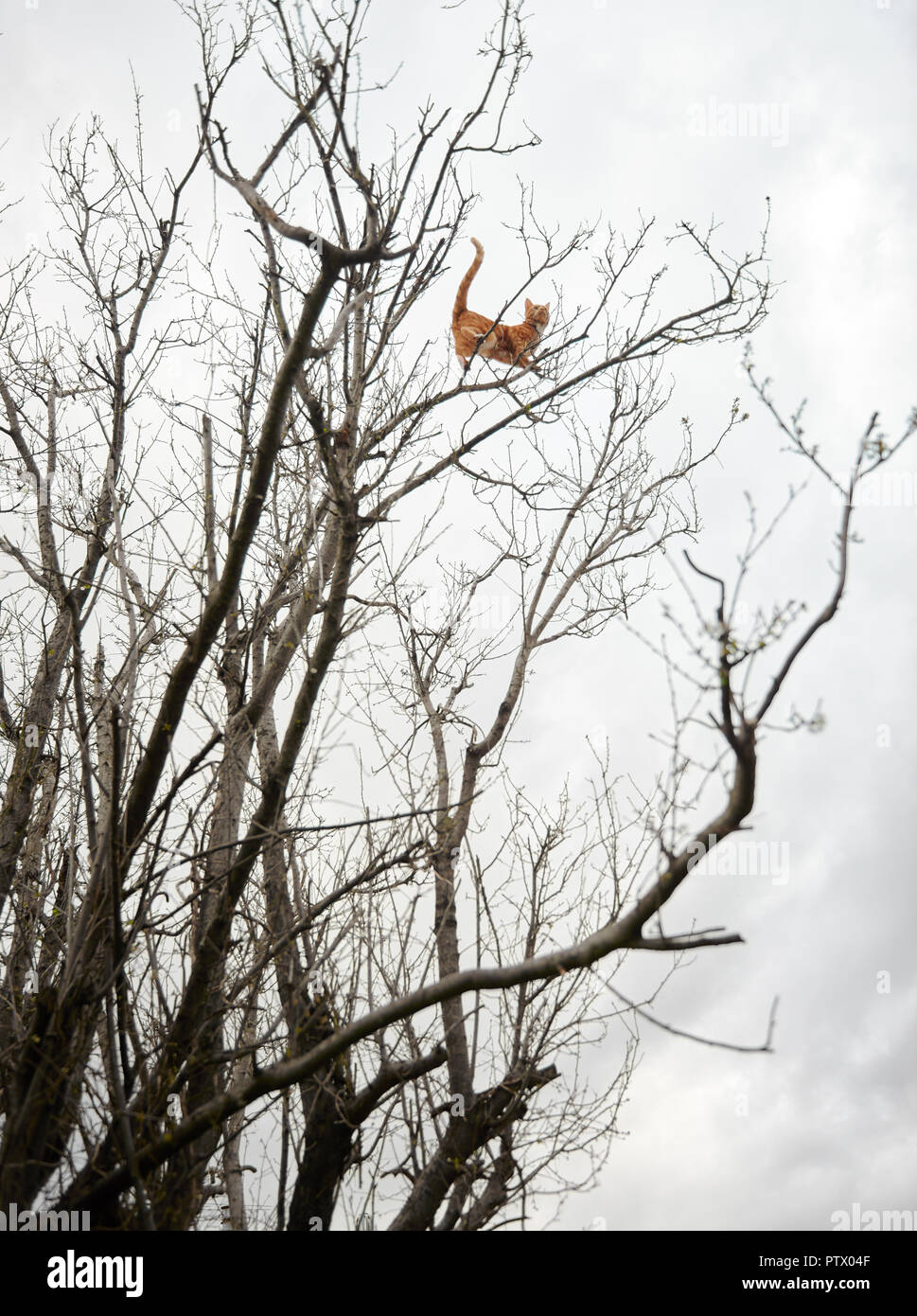 Avventurosa crazy red ginger tabby gatto appollaiato in alto in una struttura ad albero invernale sui rami. Foto Stock