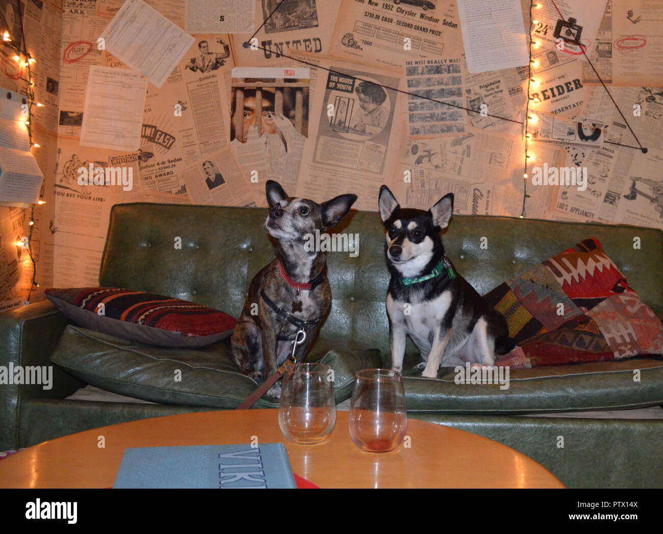 Due cani gustando un bicchiere di vino su un vinile vintage lettino in un bar di Austin in Texas Foto Stock