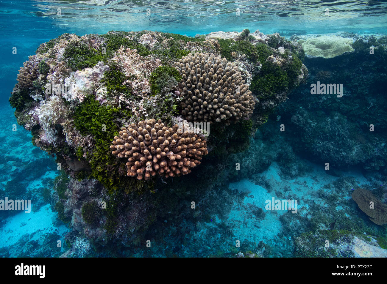 Coral reef, isola di Niue, Niue Foto Stock