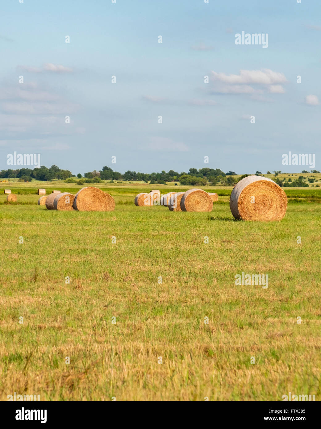 Una rotoballa hayfield, rotoballe di fieno, Yoder, Kansas, STATI UNITI D'AMERICA Foto Stock