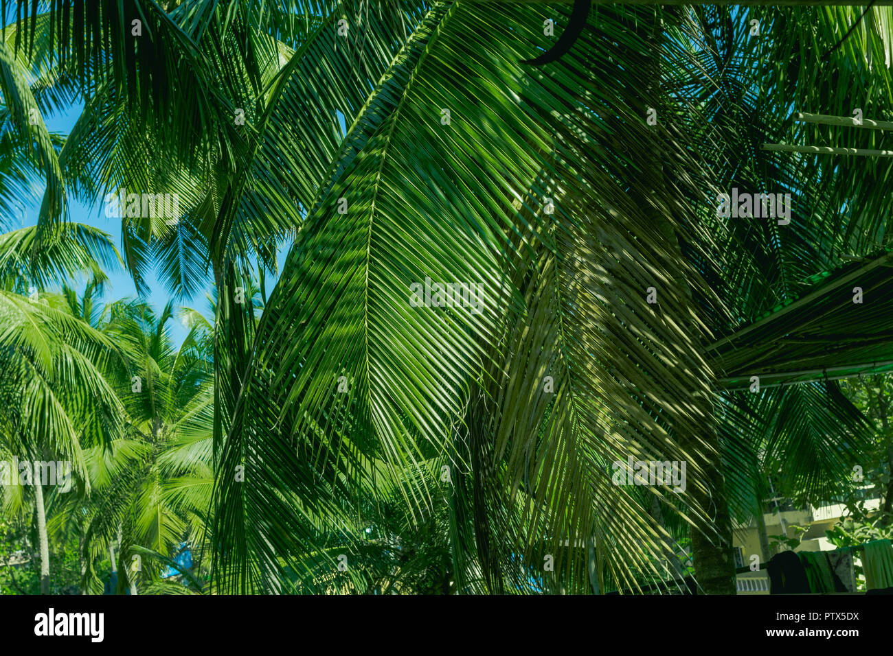 Palm tree, foto di grandi foglie di palmo close up, sfondo tropicale con foglie di palma. La foresta pluviale, concetto Natura, impianti, svago, paradiso dei luoghi. Foto Stock