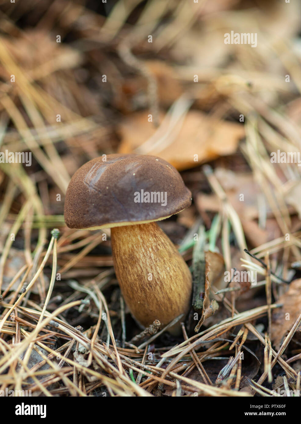 Cep, o Penny Bun fungo: Boletus edulis. Surrey, Regno Unito Foto Stock