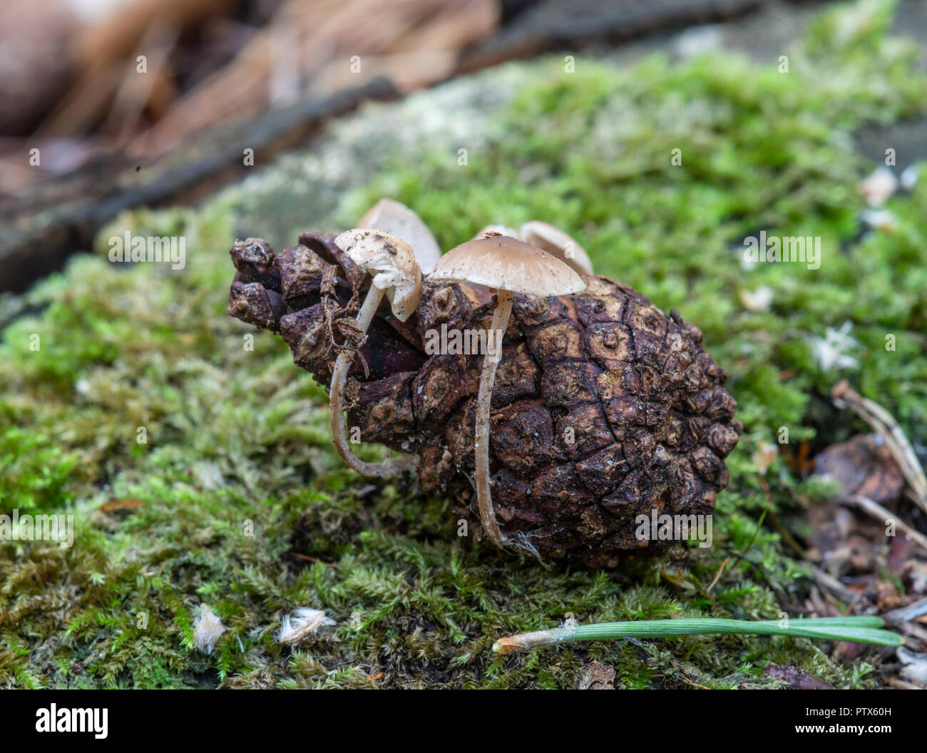 Tappo Conifercone fungo: Baeospora myosura. Crescendo su caduto pigna. Surrey, Regno Unito Foto Stock