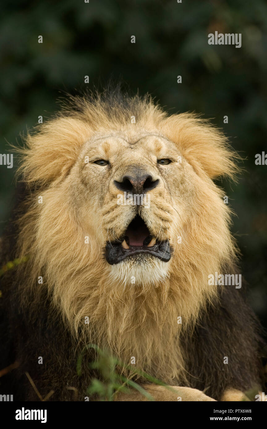 Leone Asiatico (Panthera leo persica) India. Captive Chester Zoo, Regno Unito Foto Stock