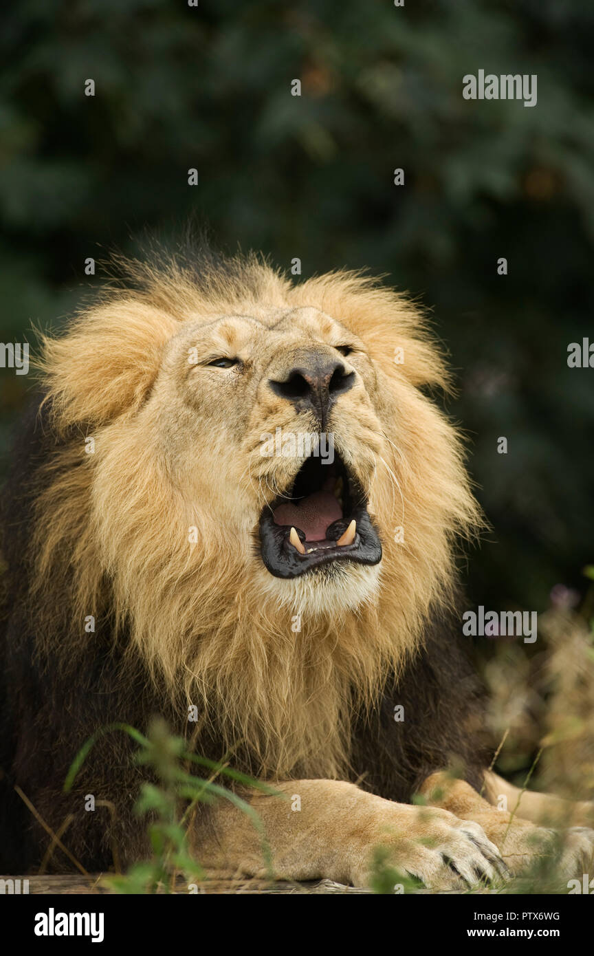 Leone Asiatico (Panthera leo persica) India. Captive Chester Zoo, Regno Unito Foto Stock