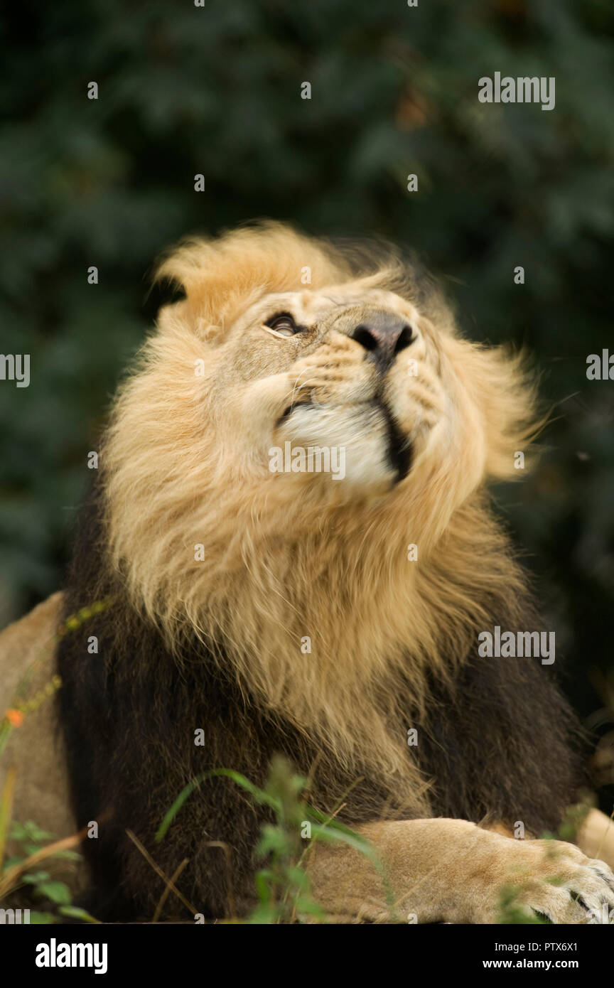 Leone Asiatico (Panthera leo persica) India. Captive Chester Zoo, Regno Unito Foto Stock