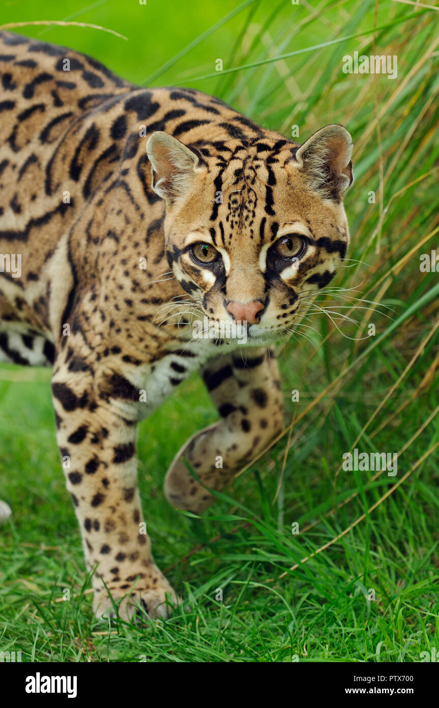 Voce maschile Ocelot (da Leopardo pardalis), nativo di America Centrale e America del Sud. Captive a Port Lympne Wild Animal Park, Kent, Regno Unito Foto Stock