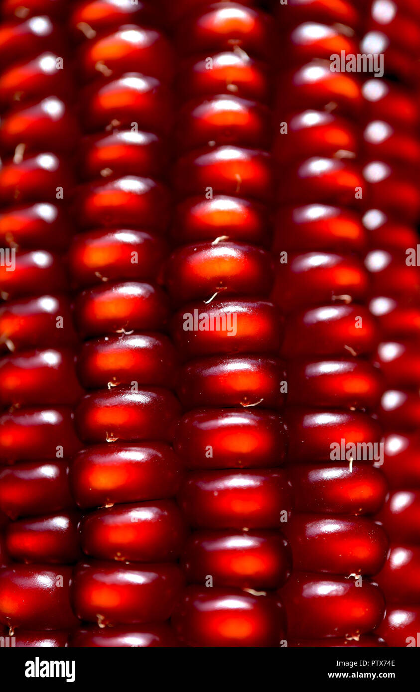 Un abstract macro immagine raffigurante le righe di un insolito il rame/ colorati di rosso di chicchi di mais su un tutolo di mais Foto Stock